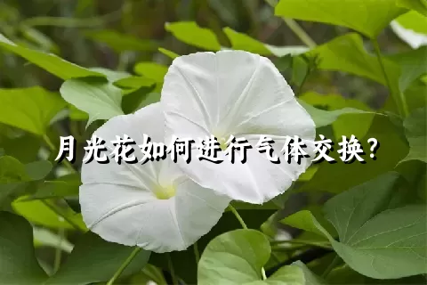 月光花如何进行气体交换？