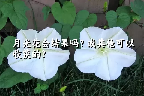 月光花会结果吗？或其他可以收获的？