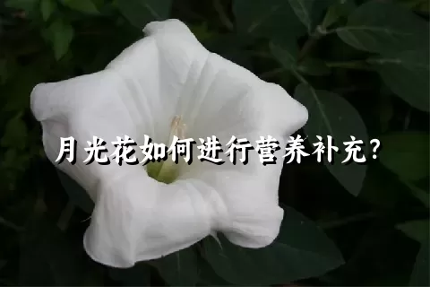 月光花如何进行营养补充？