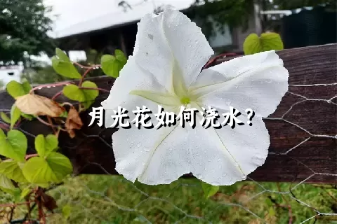 月光花如何浇水？