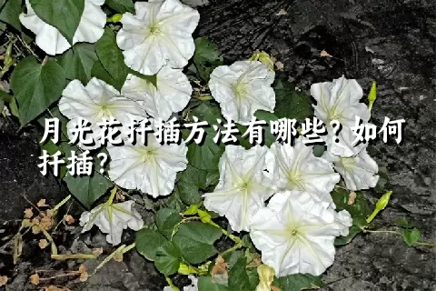 月光花扦插方法有哪些？如何扦插？