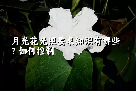 月光花光照要求知识有哪些？如何控制