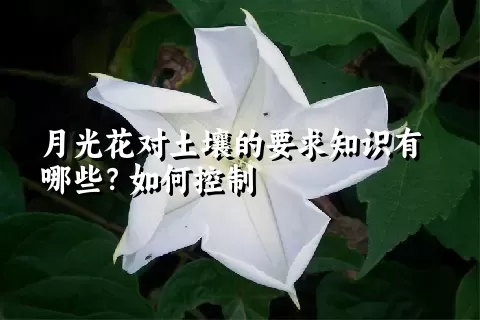 月光花对土壤的要求知识有哪些？如何控制