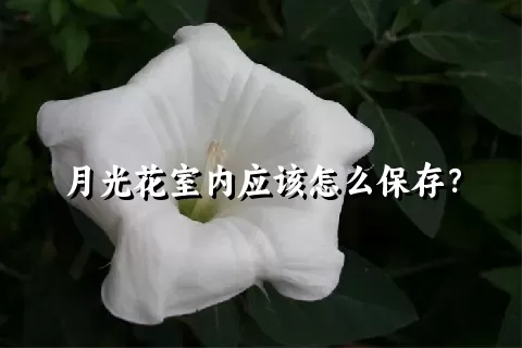 月光花室内应该怎么保存？