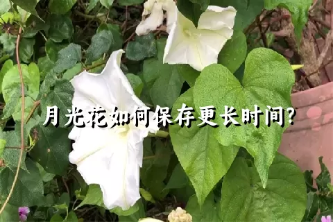 月光花如何保存更长时间？