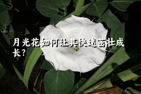 月光花如何让其快速茁壮成长？