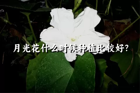 月光花什么时候种植比较好？