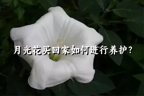 月光花买回家如何进行养护？