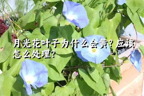 月光花叶子为什么会黄？应该怎么处理？