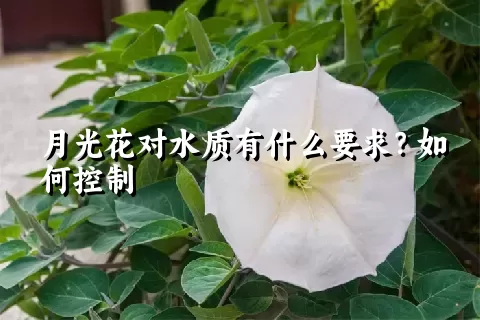 月光花对水质有什么要求？如何控制