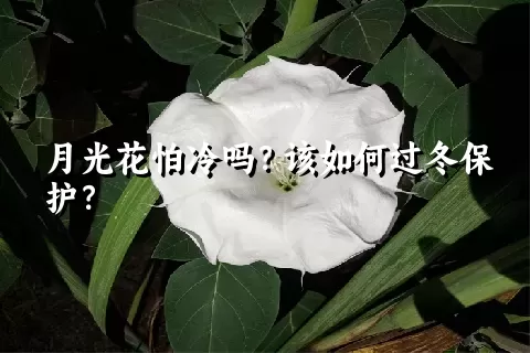 月光花怕冷吗？该如何过冬保护？