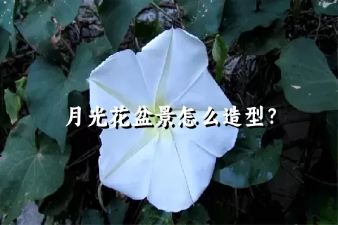 月光花盆景怎么造型？