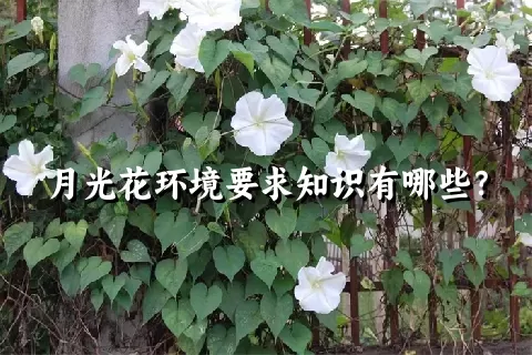 月光花环境要求知识有哪些？