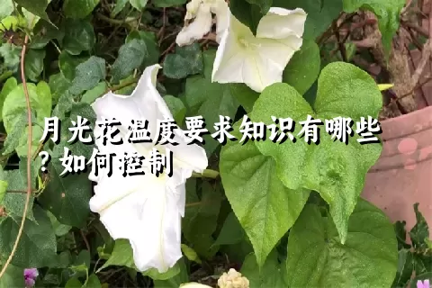 月光花温度要求知识有哪些？如何控制