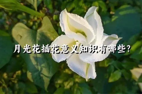 月光花插花意义知识有哪些？