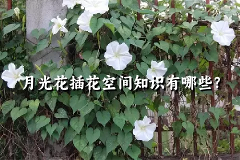 月光花插花空间知识有哪些？