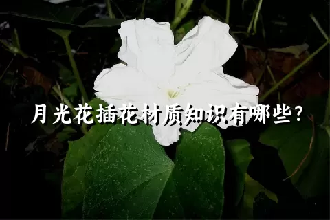 月光花插花材质知识有哪些？