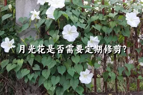 月光花是否需要定期修剪？