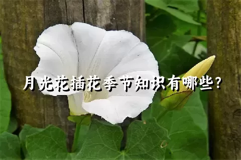 月光花插花季节知识有哪些？