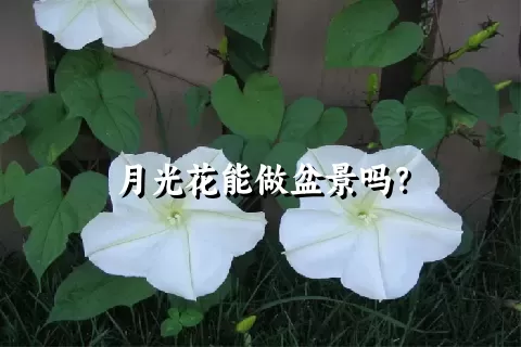 月光花能做盆景吗？