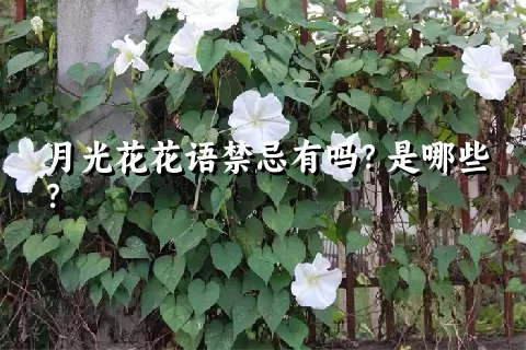 月光花花语禁忌有吗？是哪些？