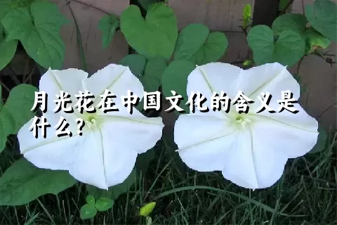 月光花在中国文化的含义是什么？