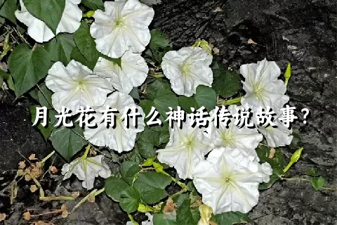 月光花有什么神话传说故事？