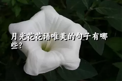 月光花花语唯美的句子有哪些？