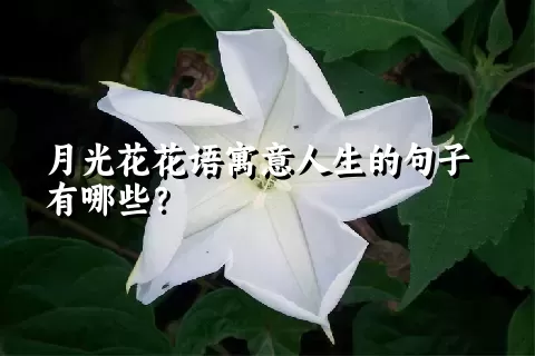 月光花花语寓意人生的句子有哪些？