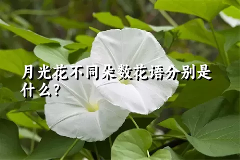 月光花不同朵数花语分别是什么？