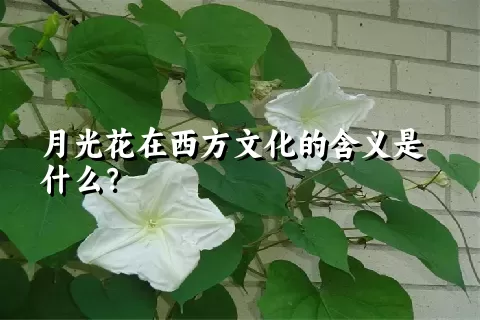 月光花在西方文化的含义是什么？