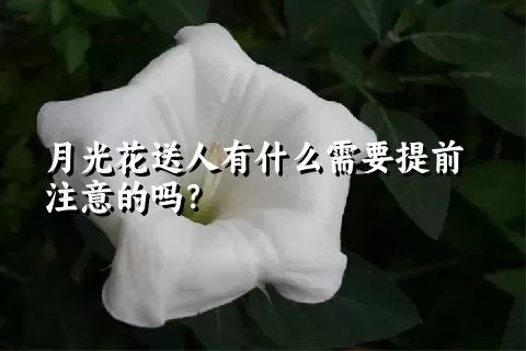 月光花送人有什么需要提前注意的吗？