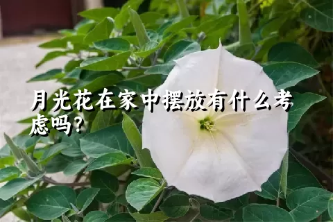 月光花在家中摆放有什么考虑吗？