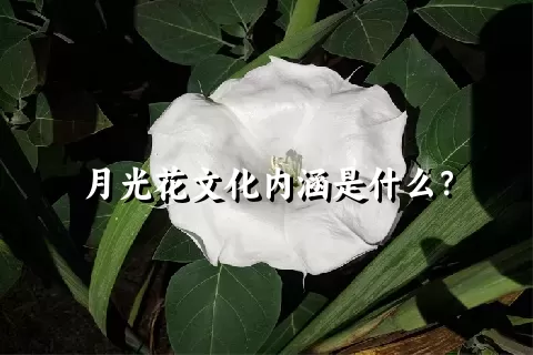 月光花文化内涵是什么？