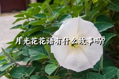 月光花花语有什么故事吗？