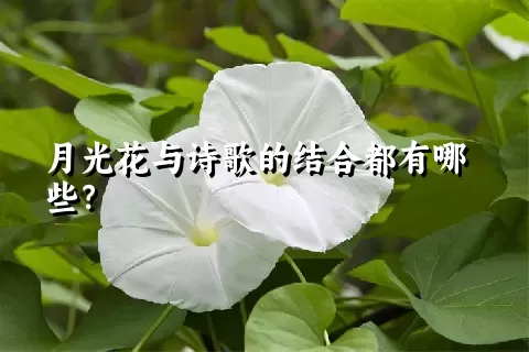 月光花与诗歌的结合都有哪些？