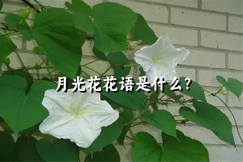 月光花花语是什么？