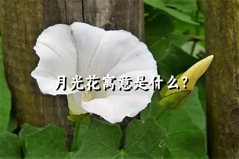 月光花寓意是什么？