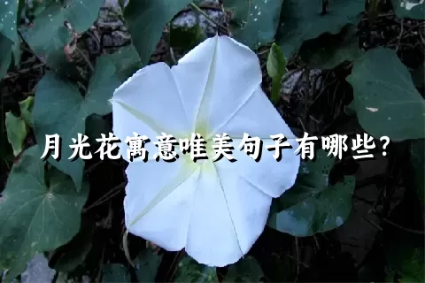 月光花寓意唯美句子有哪些？