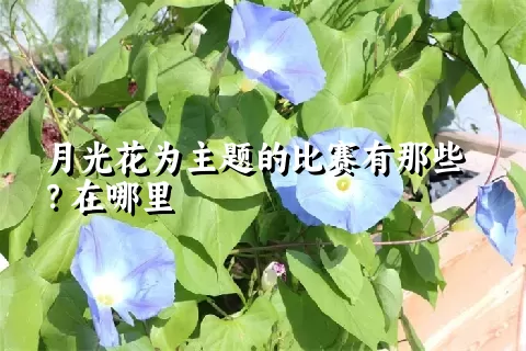 月光花为主题的比赛有那些？在哪里