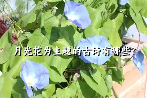 月光花为主题的古诗有哪些？