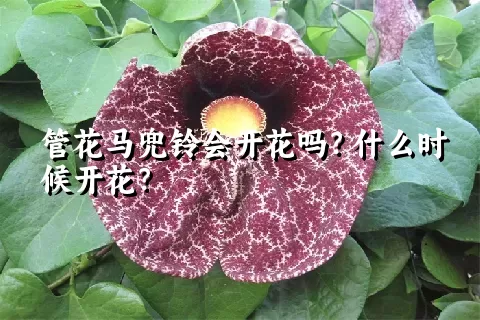 管花马兜铃会开花吗？什么时候开花？