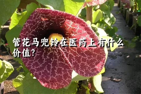 管花马兜铃在医药上有什么价值？