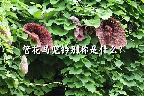 管花马兜铃别称是什么？