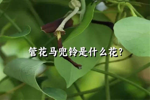 管花马兜铃是什么花？