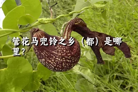 管花马兜铃之乡（都）是哪里？