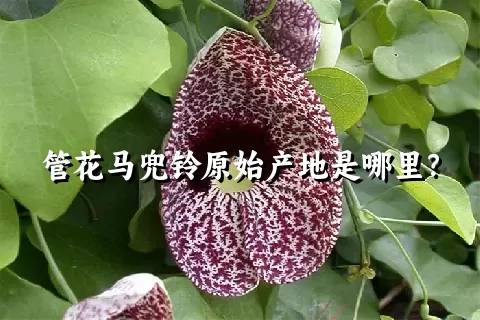 管花马兜铃原始产地是哪里？