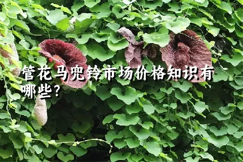 管花马兜铃市场价格知识有哪些？