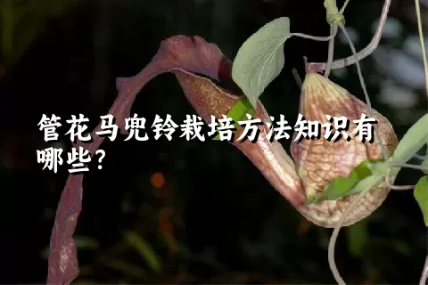 管花马兜铃栽培方法知识有哪些？