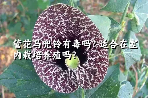 管花马兜铃有毒吗？适合在室内栽培养殖吗？